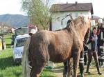 Tierrettung-Kleinaign-steht